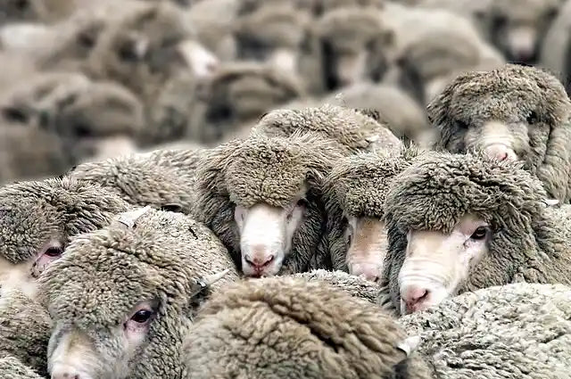 Cos’è la lana merino e quali sono le sue caratteristiche