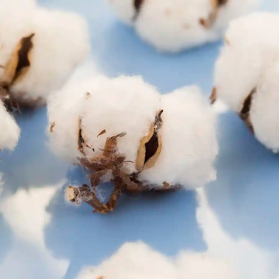 Cotone organico o biologico: di che si tratta e le sue caratteristiche