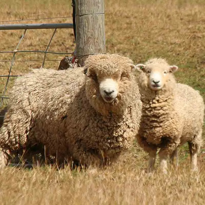 Cosa e la lana merino e quali sono le sue caratteristiche
